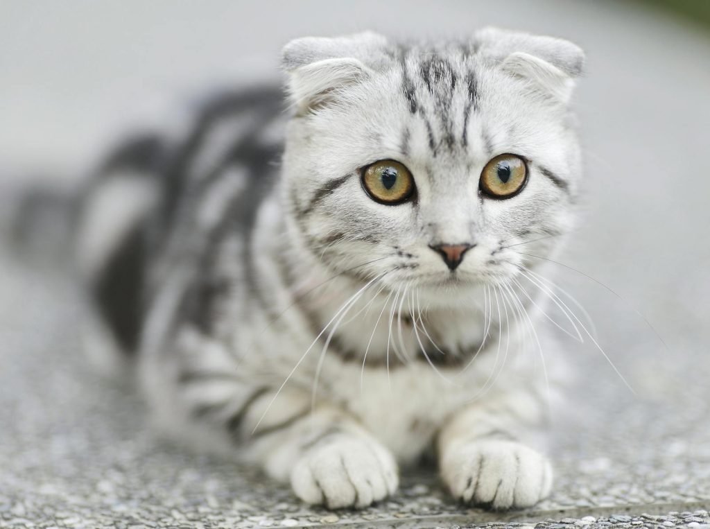 Cat in travel carrier ready for relocation