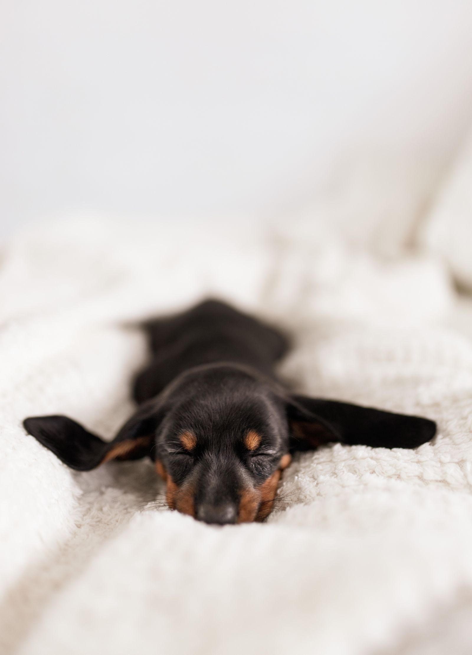 A black-and-tan puppy asleep on a white blanket